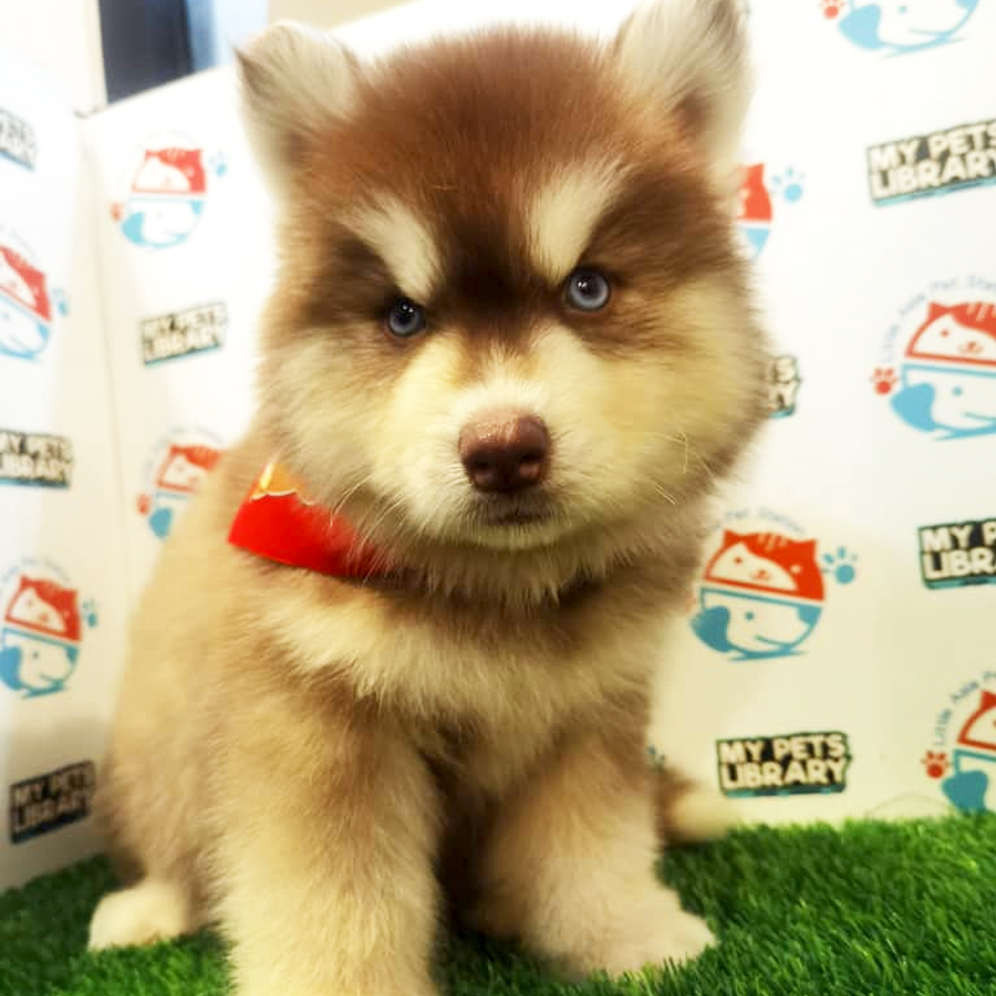 Wooly Husky Puppy (Male) For Sale