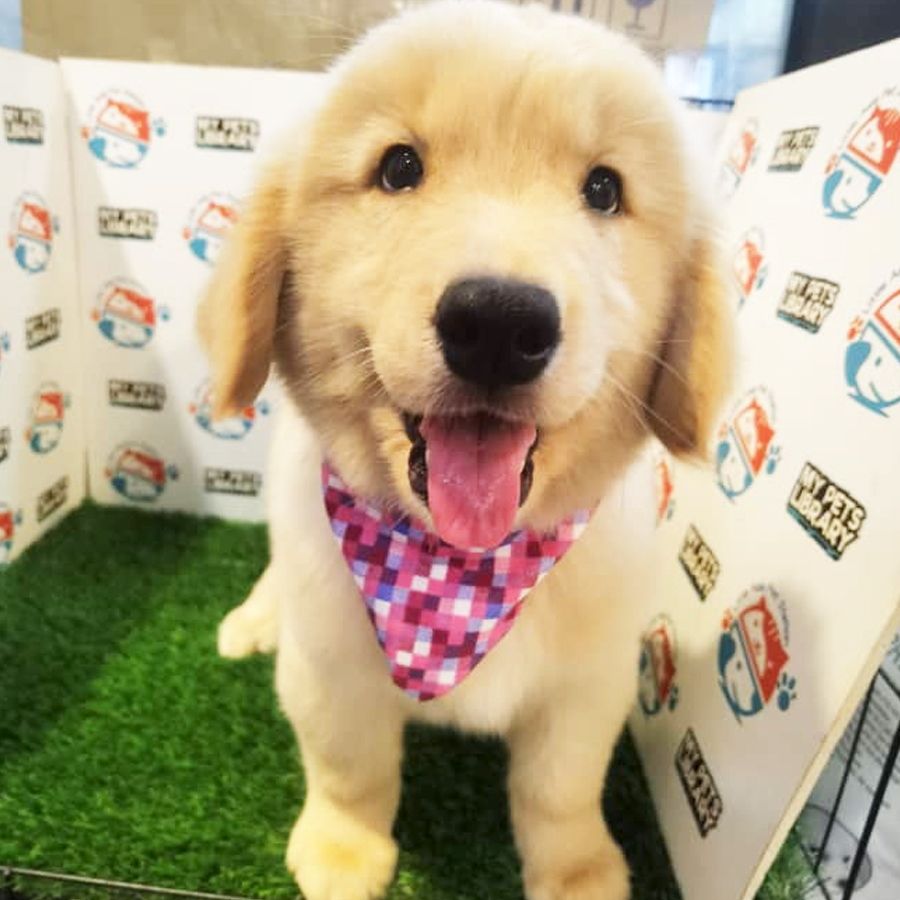 Golden Retriever Puppy (Female) For Sale