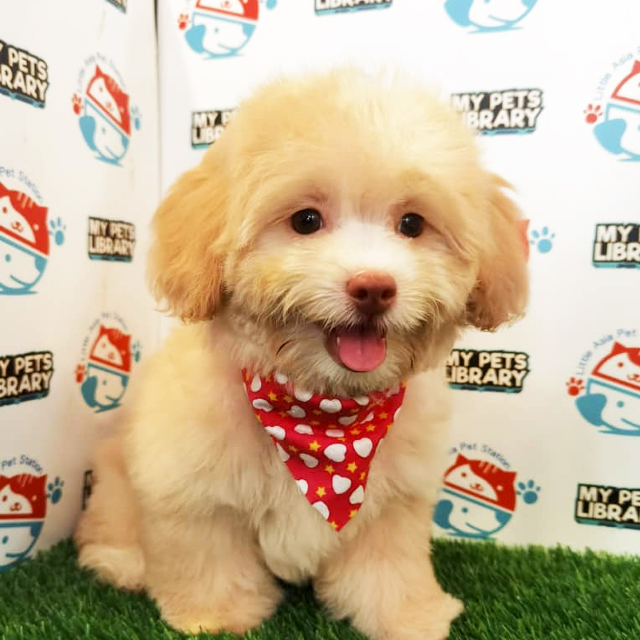 Toy Poodle Puppy (Female) For Sale