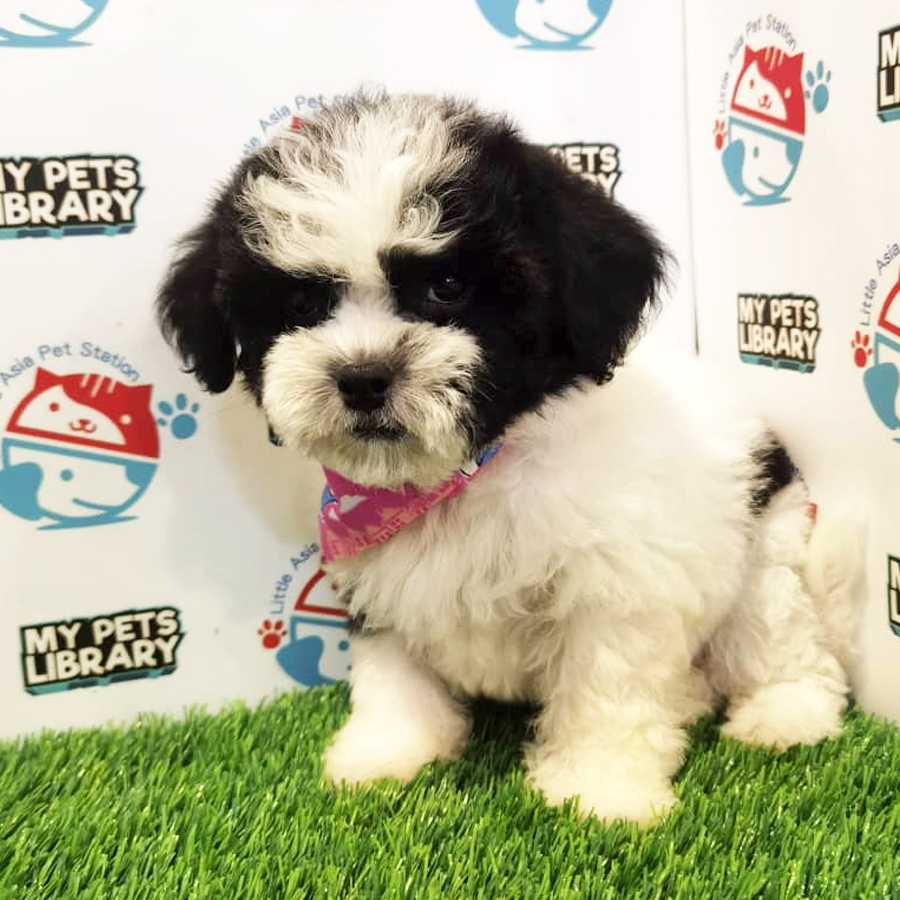 Toy Poodle Puppy (Female) For Sale