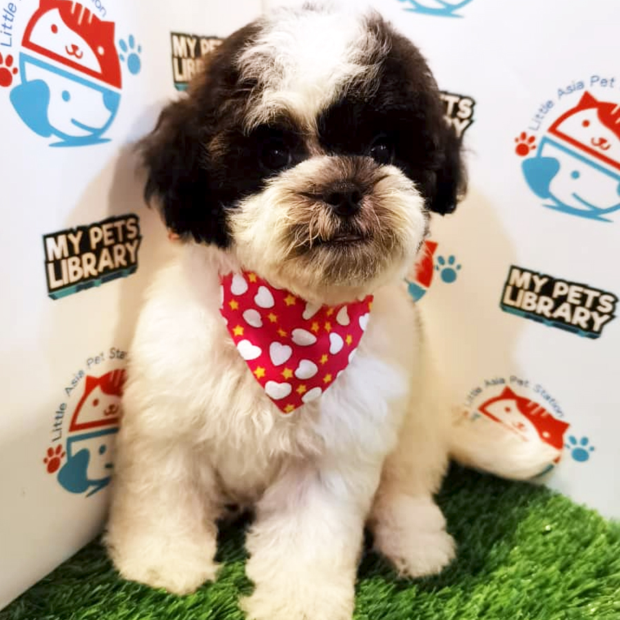 Toy Poodle Puppy (Female) For Sale