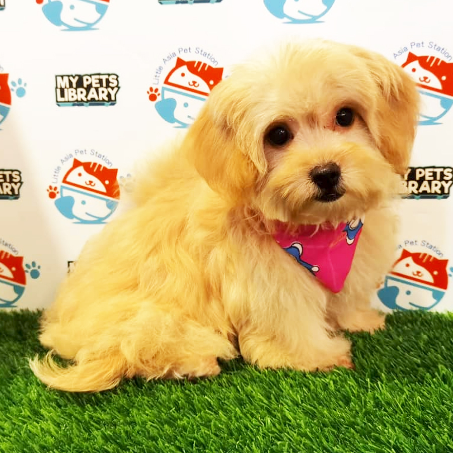 Maltipoo Puppy (Female) For Sale