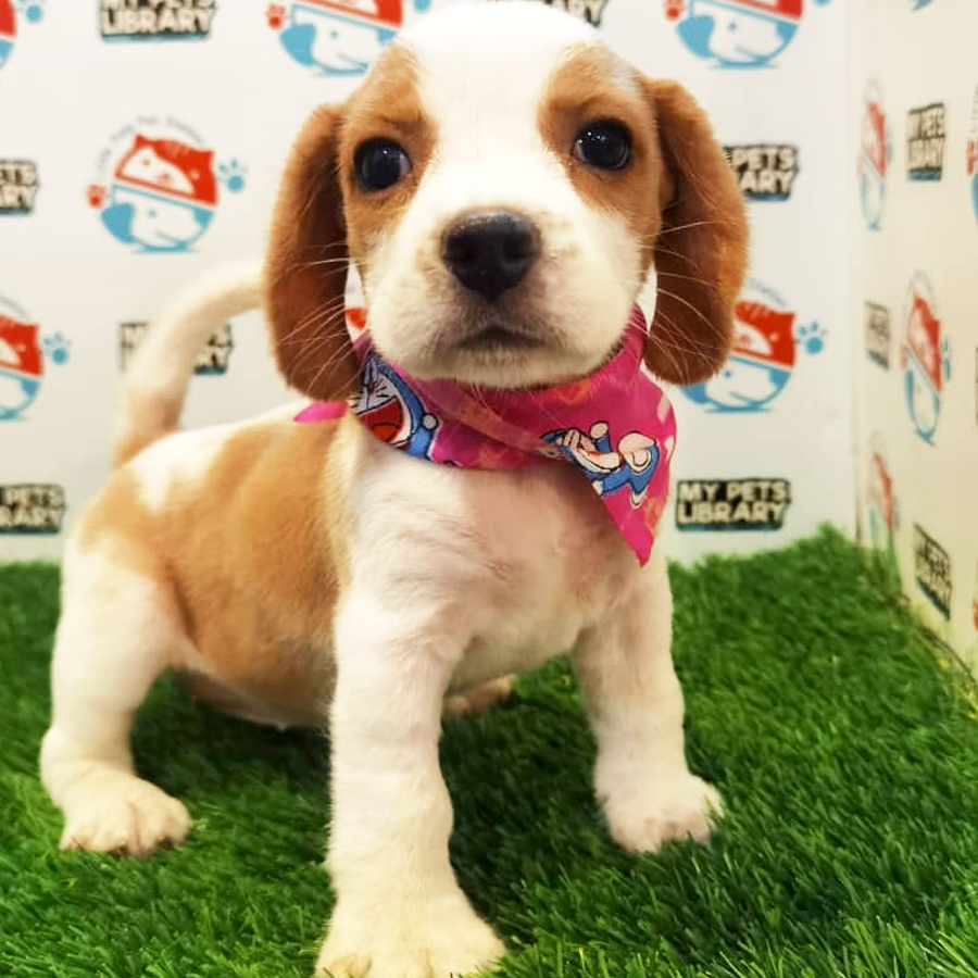 Beagle Puppy (Female) For Sale
