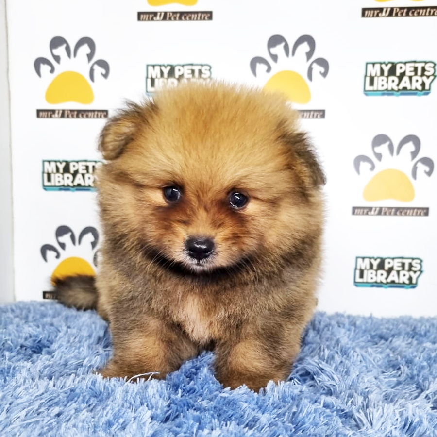 Pomeranian Puppy (Male) For Sale