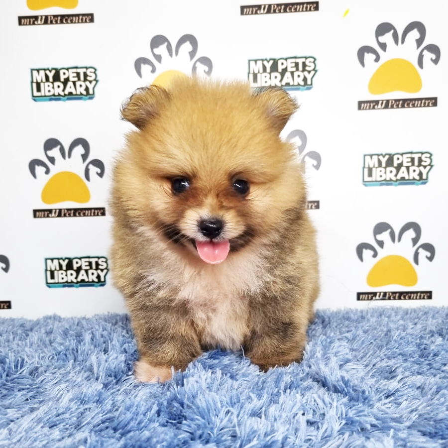 Pomeranian Puppy (Male) For Sale