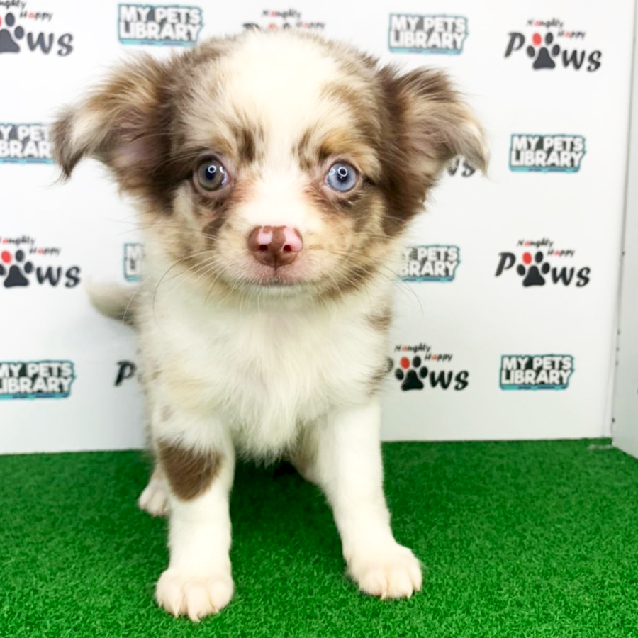 Long Coat Chihuahua Puppy (Female) For Sale