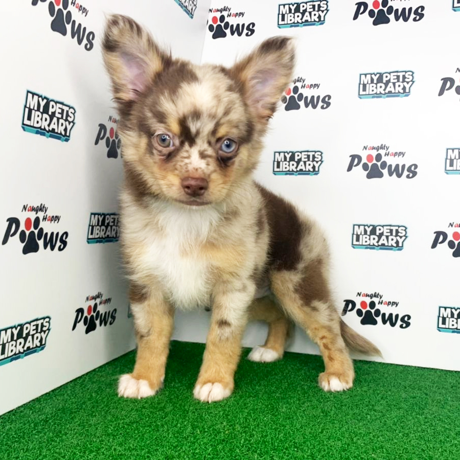 Long Coat Chihuahua Puppy (Male) For Sale