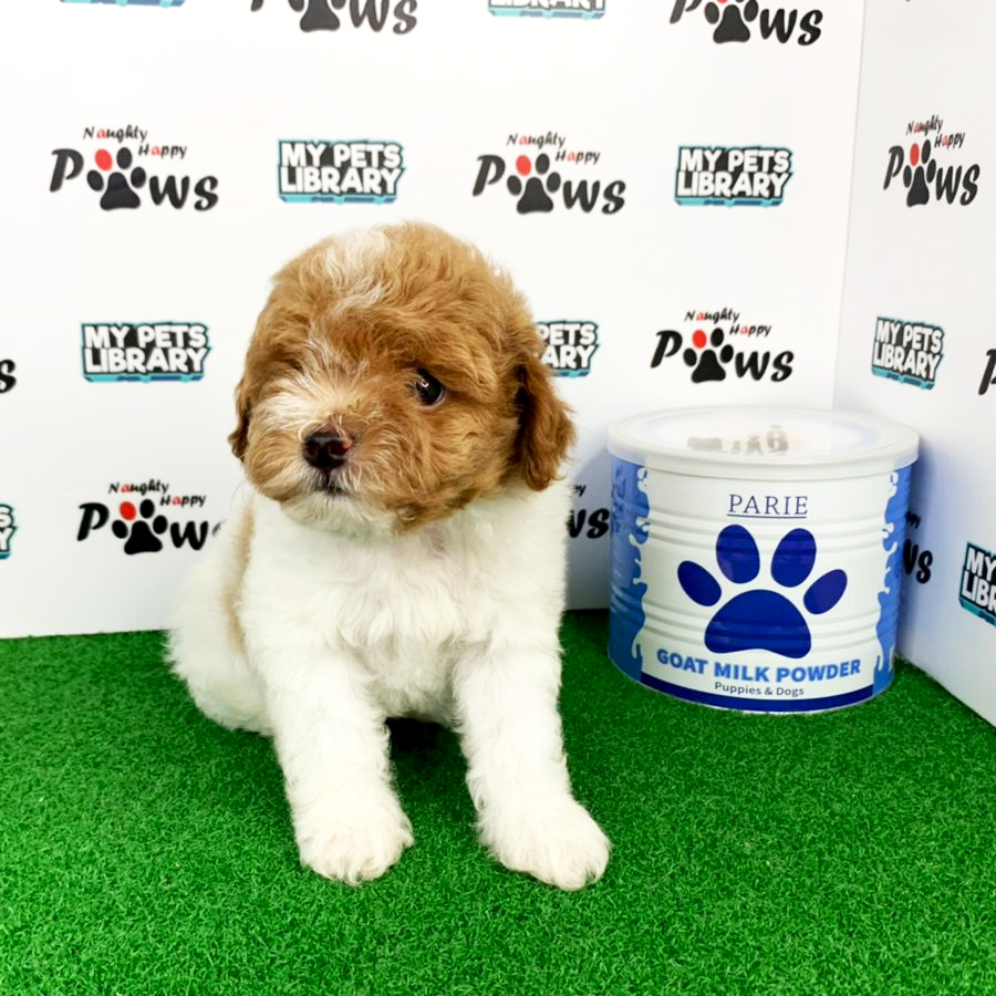 Toy Poodle Puppy (Male) For Sale