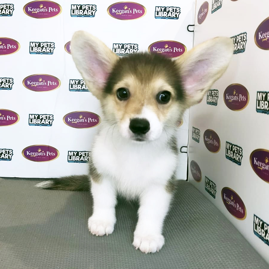 MKA Pembroke Welsh Corgi Puppy (Male) For Sale