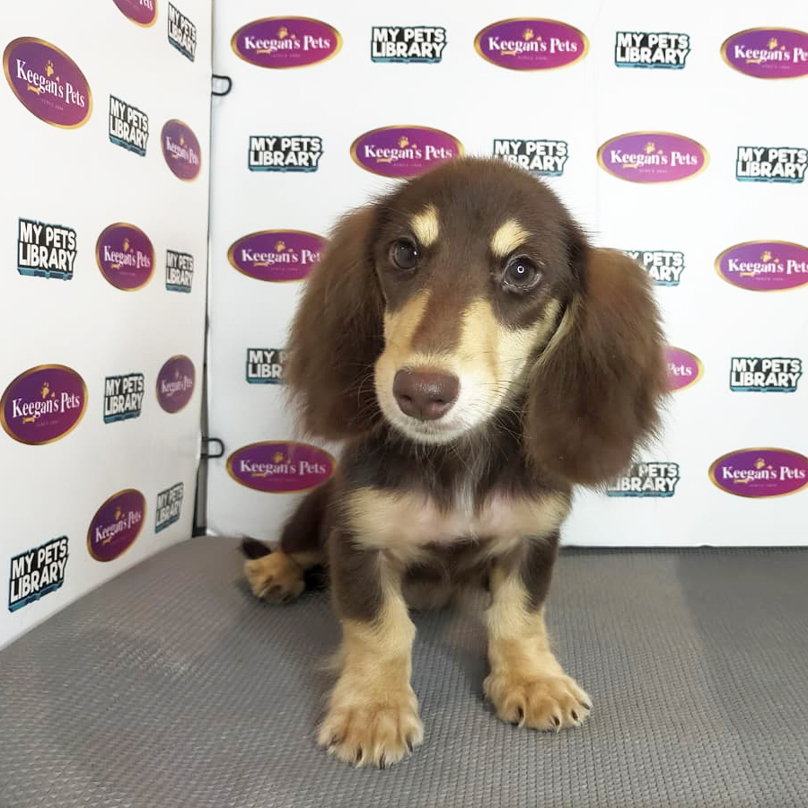 MKA Dachshund Puppy (Female) For Sale