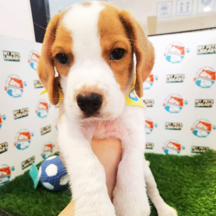 Beagle Puppy (Male) For Sale