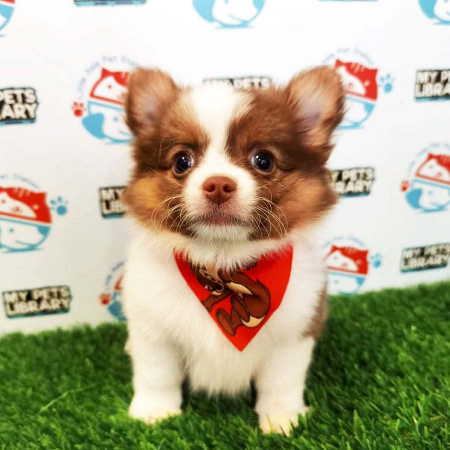 Chihuahua Puppy (Male) For Sale