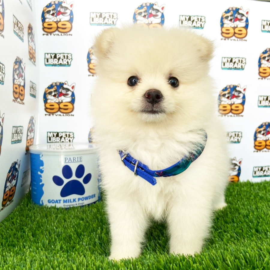 Pomeranian Puppy (Male) For Sale