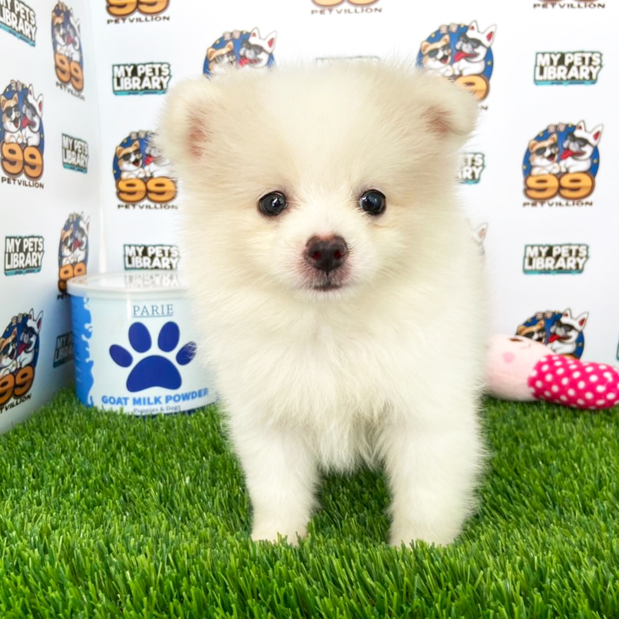Pomeranian Puppy (Male) For Sale