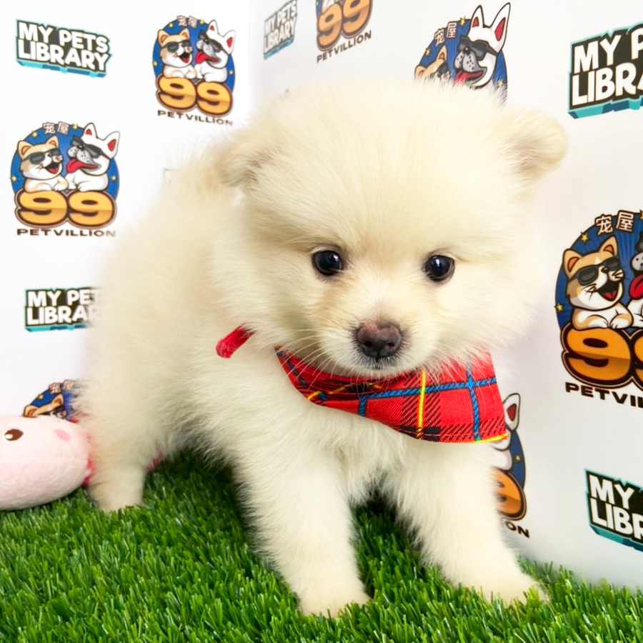 Pomeranian Puppy (Male) For Sale