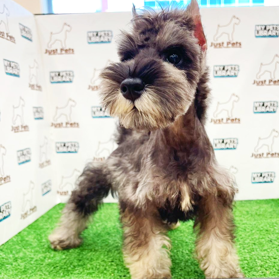 MKA Schnauzer Puppy (Male) For Sale
