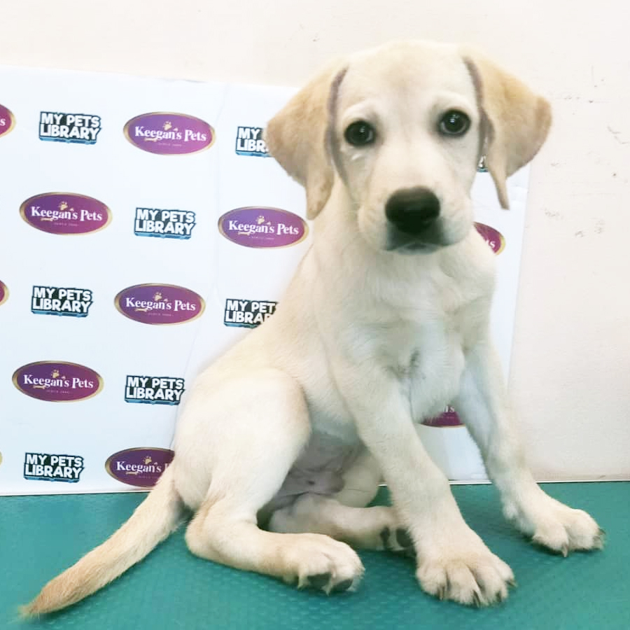 MKA Labrador Puppy (Male) For Sale