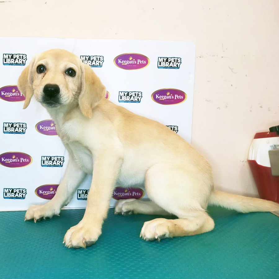 MKA Labrador Puppy (Female) For Sale