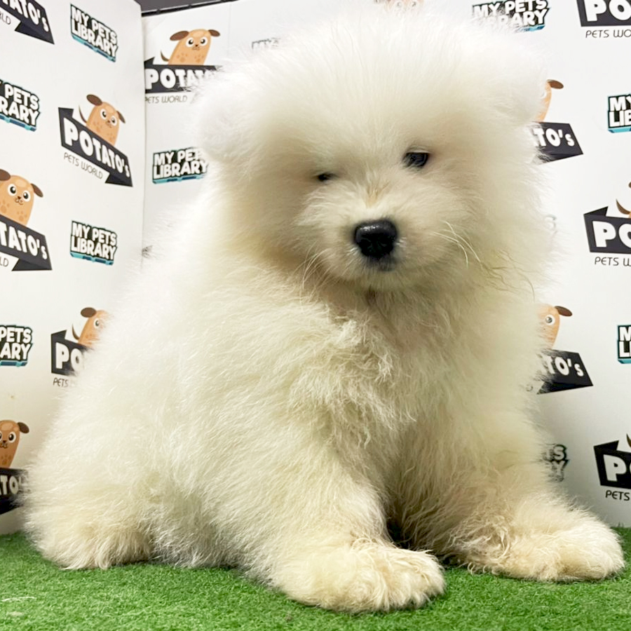 Samoyed Puppy (Male) For Sale