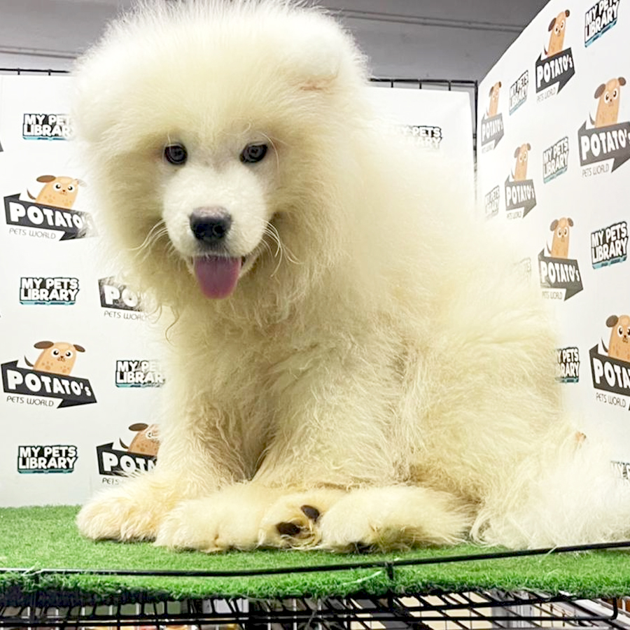 Samoyed Puppy (Male) For Sale