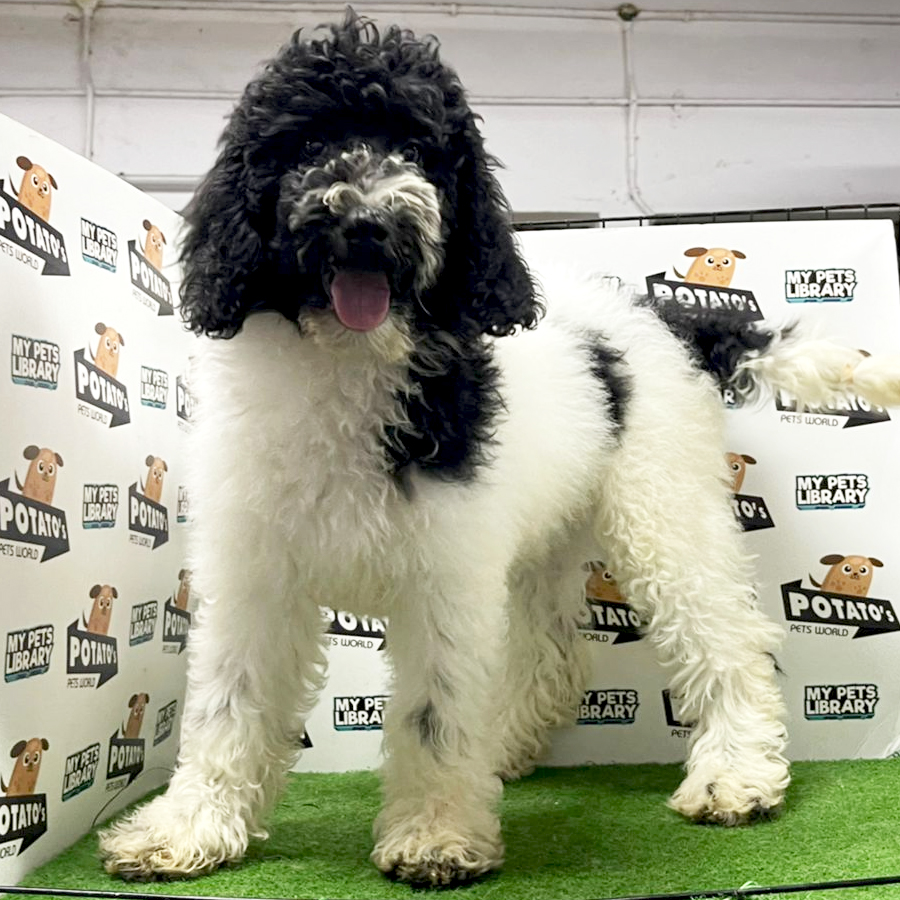 Giant Poodle Puppy (Female) For Sale
