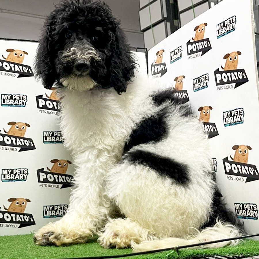 Giant Poodle Puppy (Male) For Sale