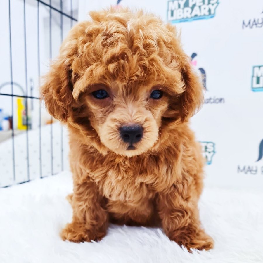 Toy Poodle Puppy (Female) For Sale