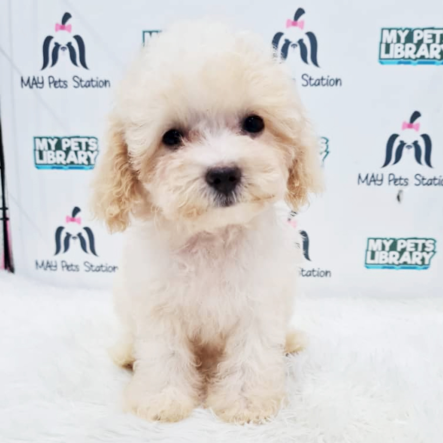 Maltipoo Puppy (Female) For Sale