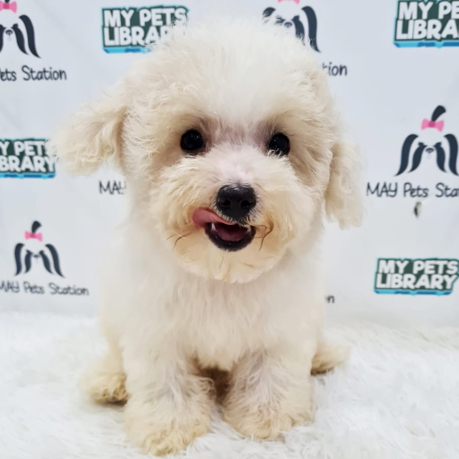 Maltipoo Puppy (Female) For Sale
