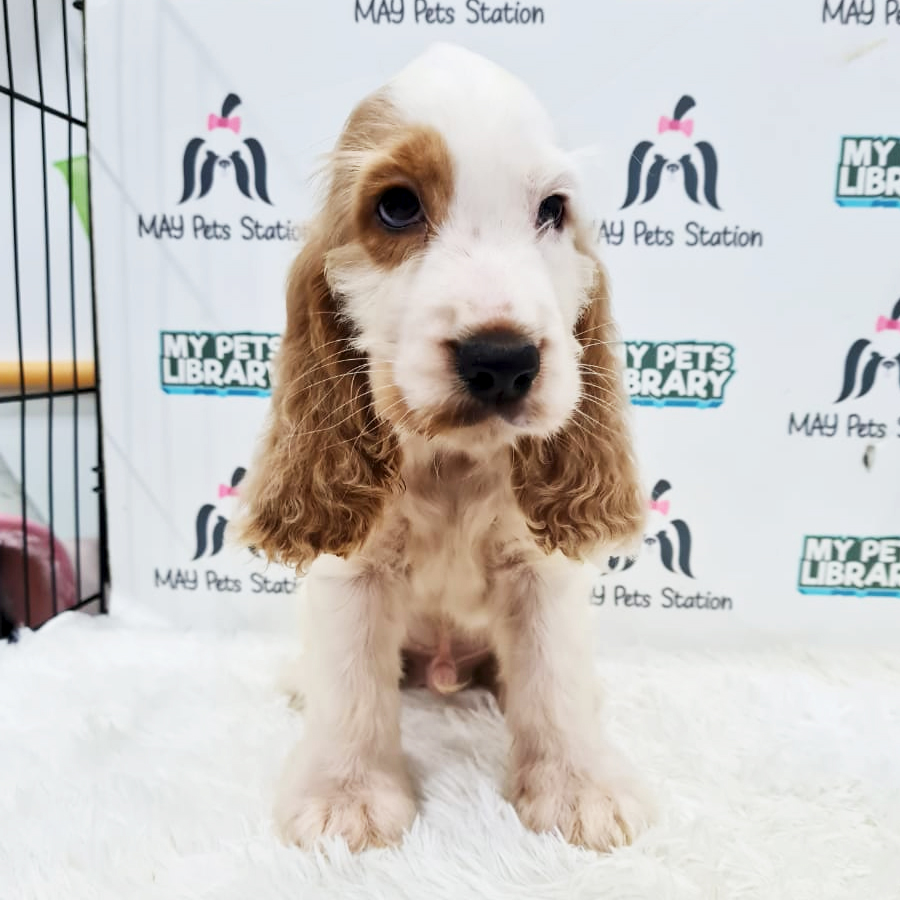 Cocker Spaniel Puppy (Male) For Sale