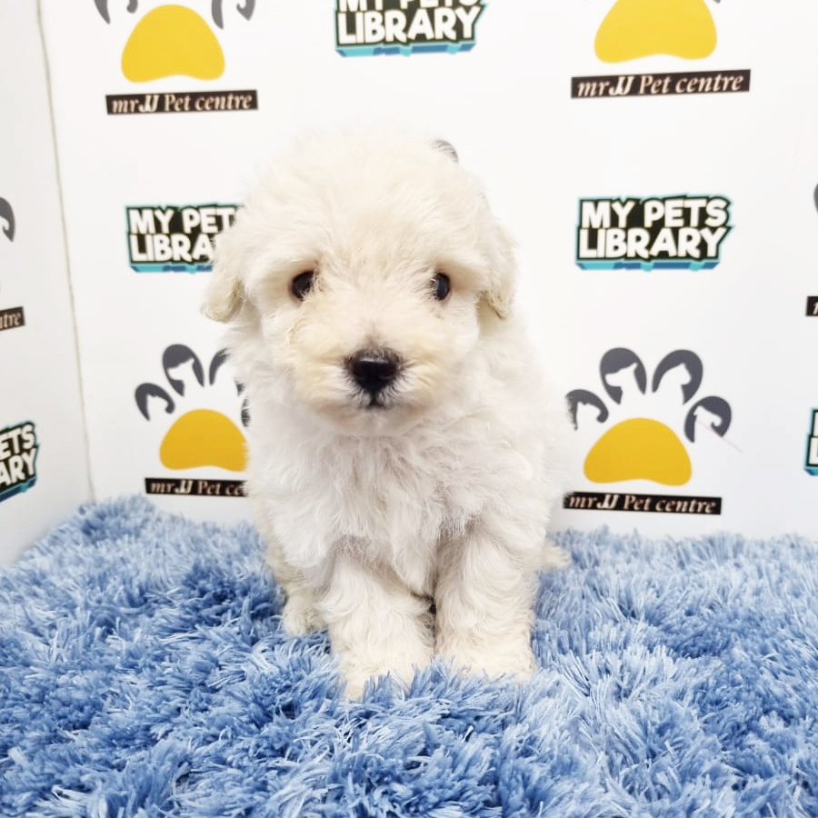 Toy Poodle Puppy (Male) For Sale