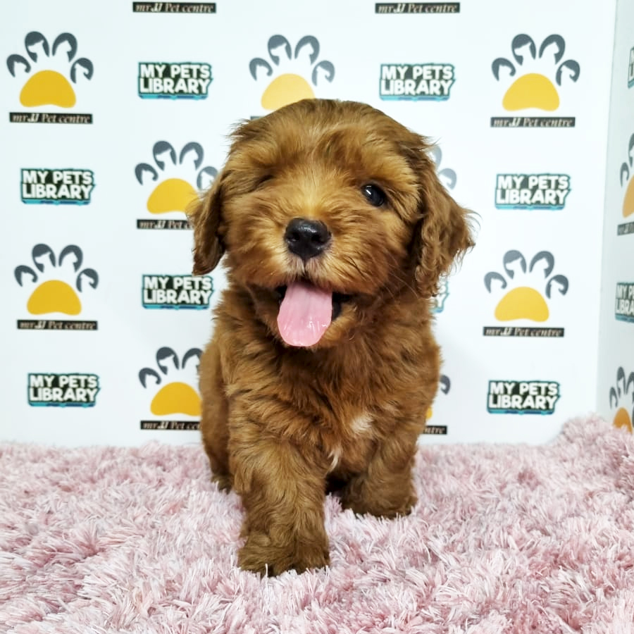 Toy Poodle Puppy (Female) For Sale