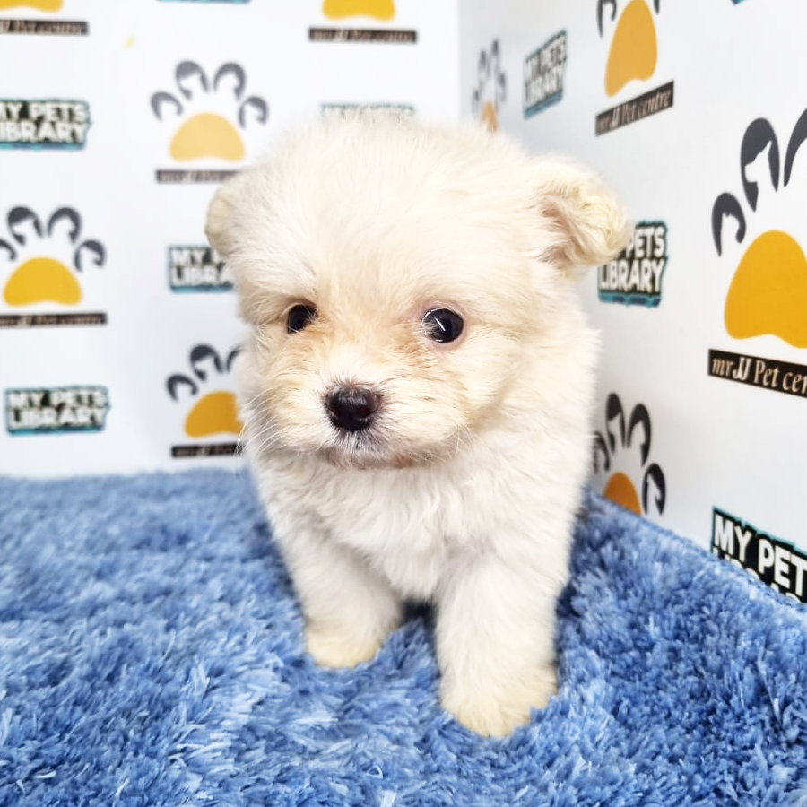 Pomapoo Puppy (Male) For Sale