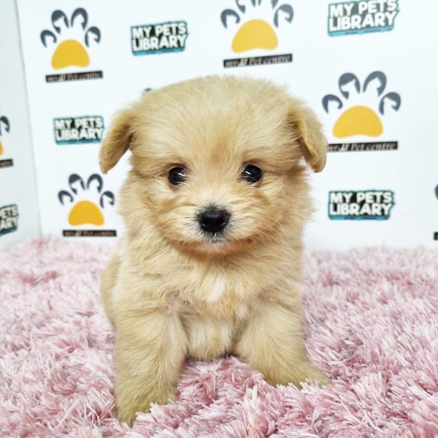 Pomapoo Puppy (Female) For Sale
