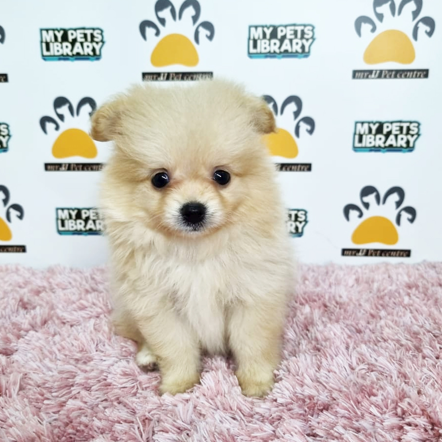 Pomapoo Puppy (Female) For Sale