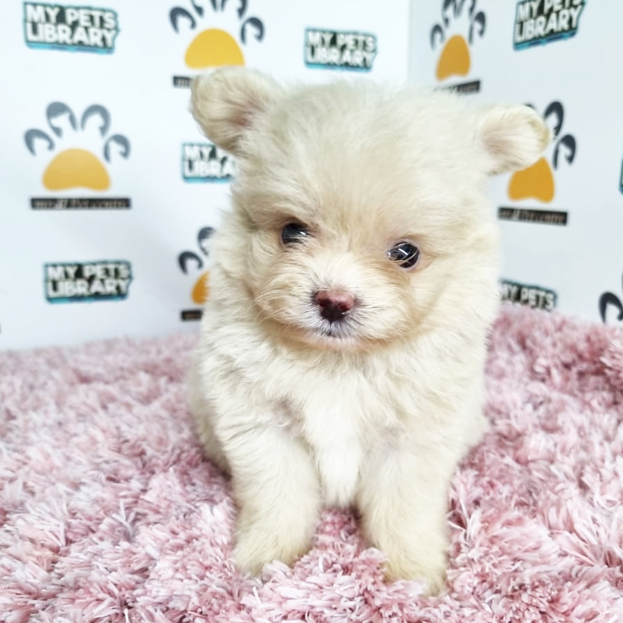 Pomapoo Puppy (Female) For Sale