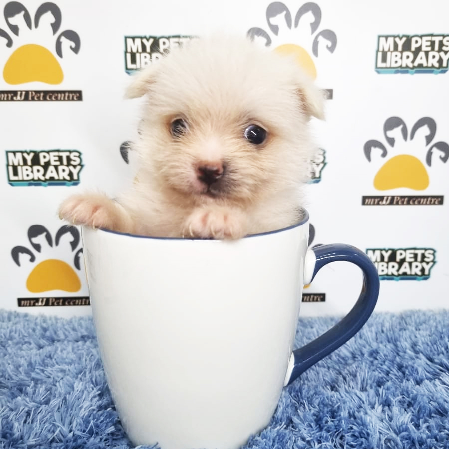Pomchi Puppy (Male) For Sale