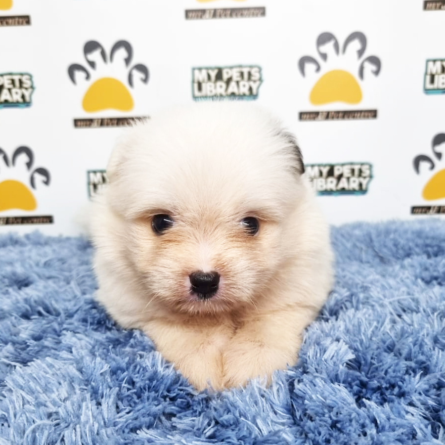Shihpom Puppy (Male) For Sale