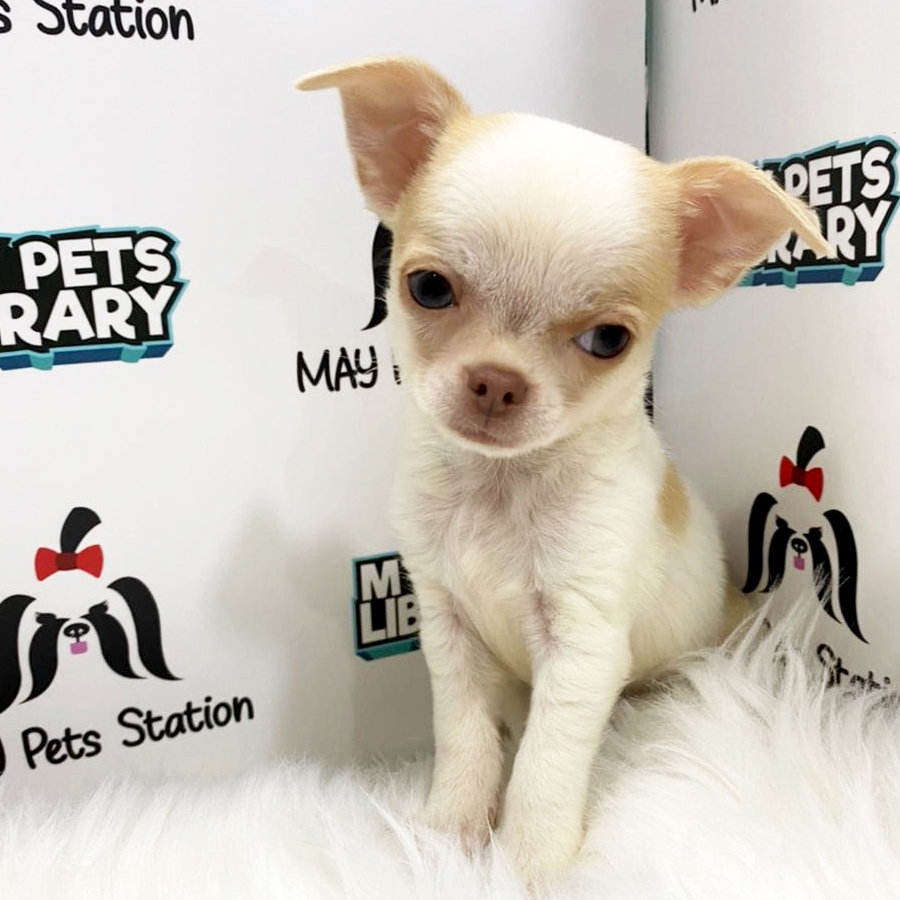 Short Coat Chihuahua Puppy (Male) For Sale