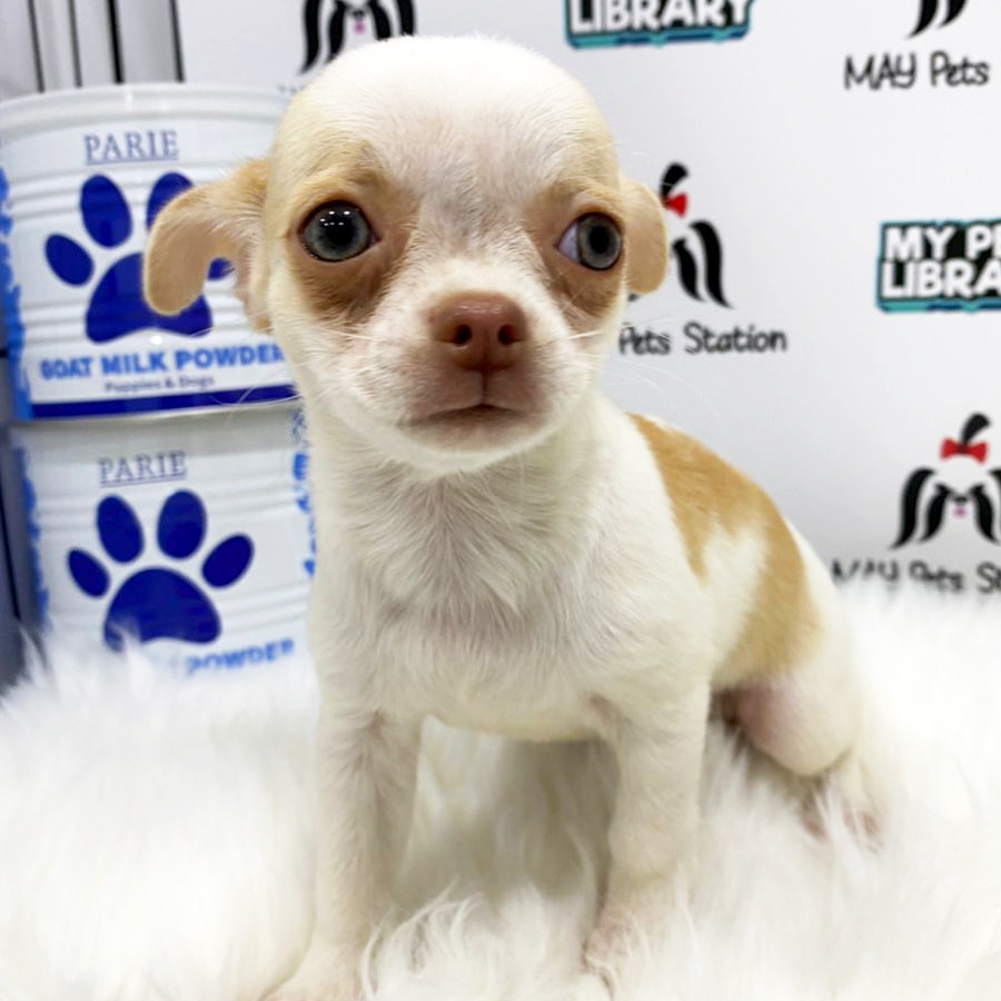 Short Coat Chihuahua Puppy (Male) For Sale