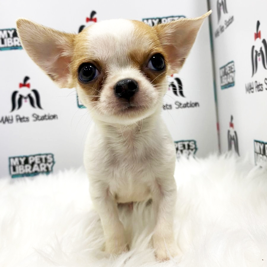 Short Coat Chihuahua Puppy (Male) For Sale