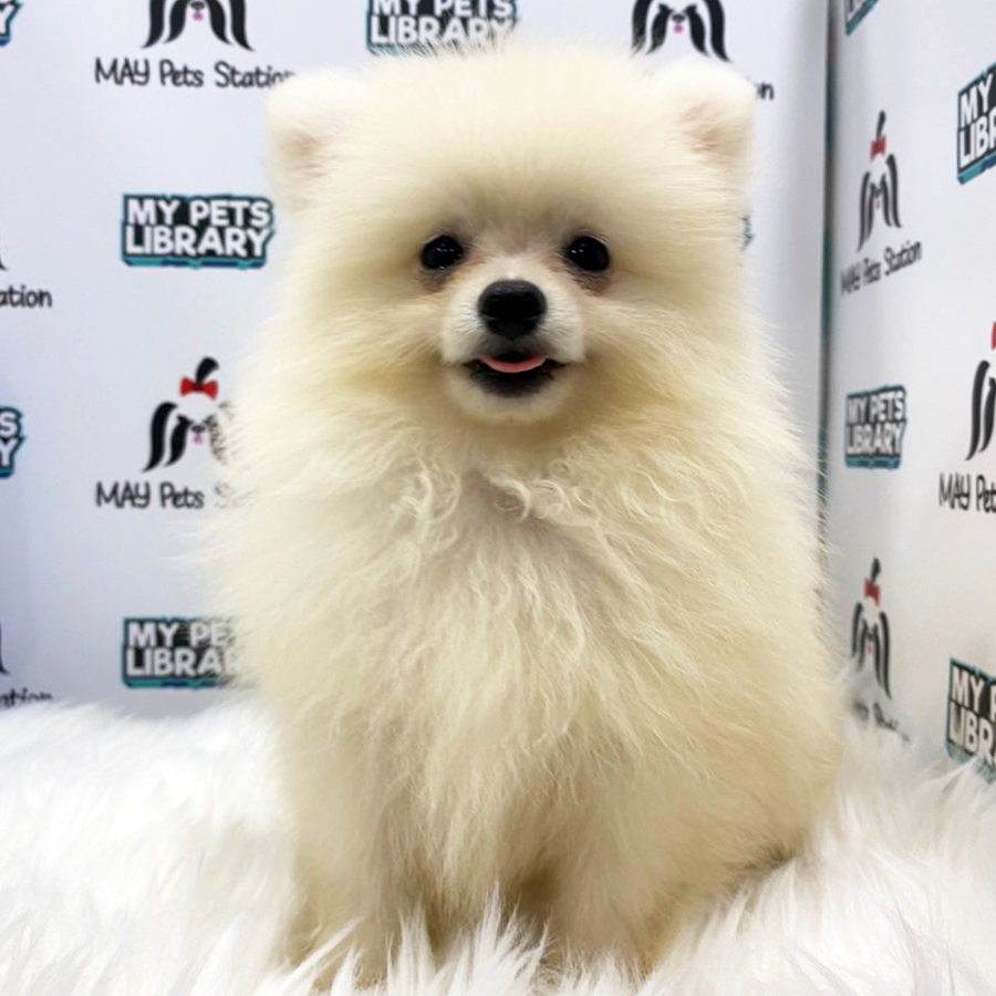 Pomeranian Puppy (Male) For Sale