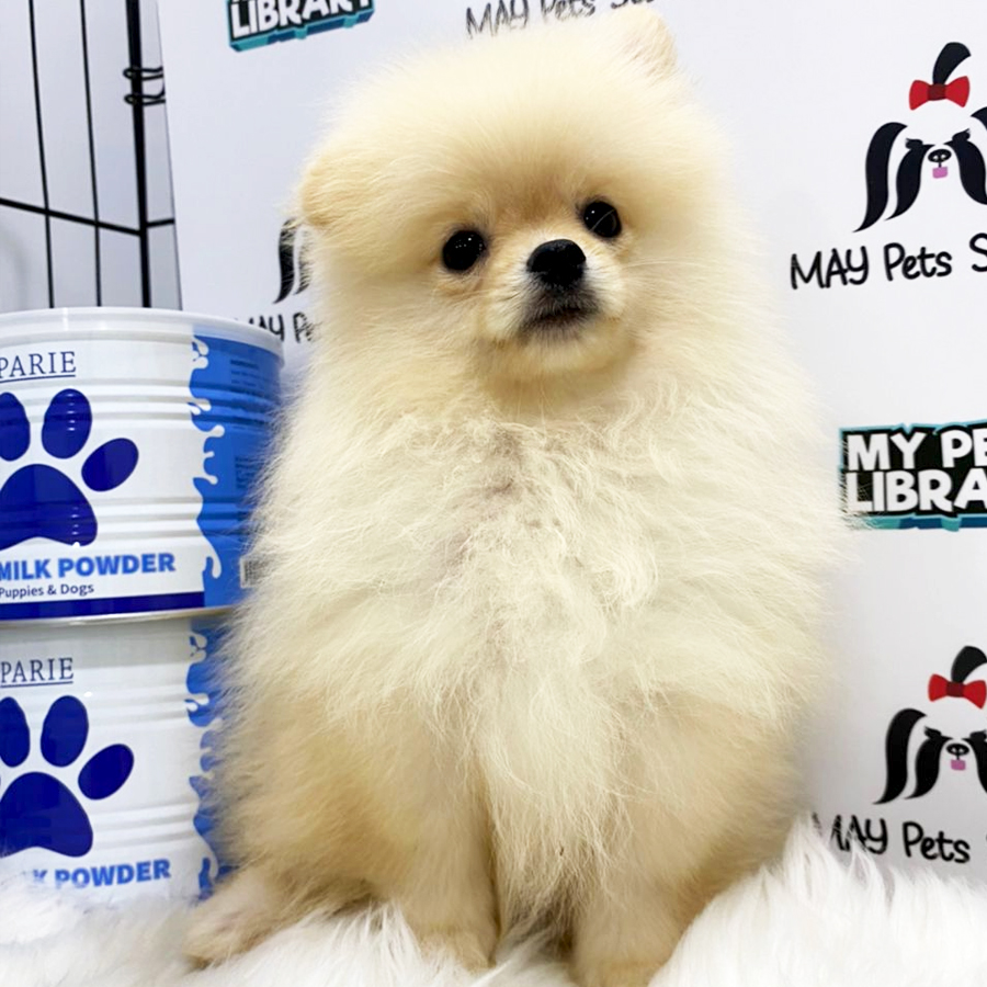 Pomeranian Puppy (Male) For Sale