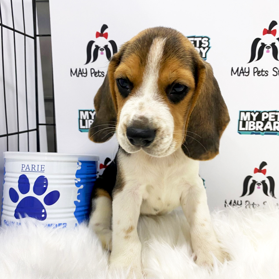 Beagle Puppy (Male) For Sale