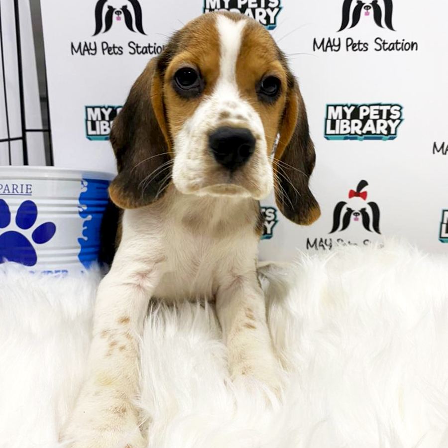 Beagle Puppy (Male) For Sale