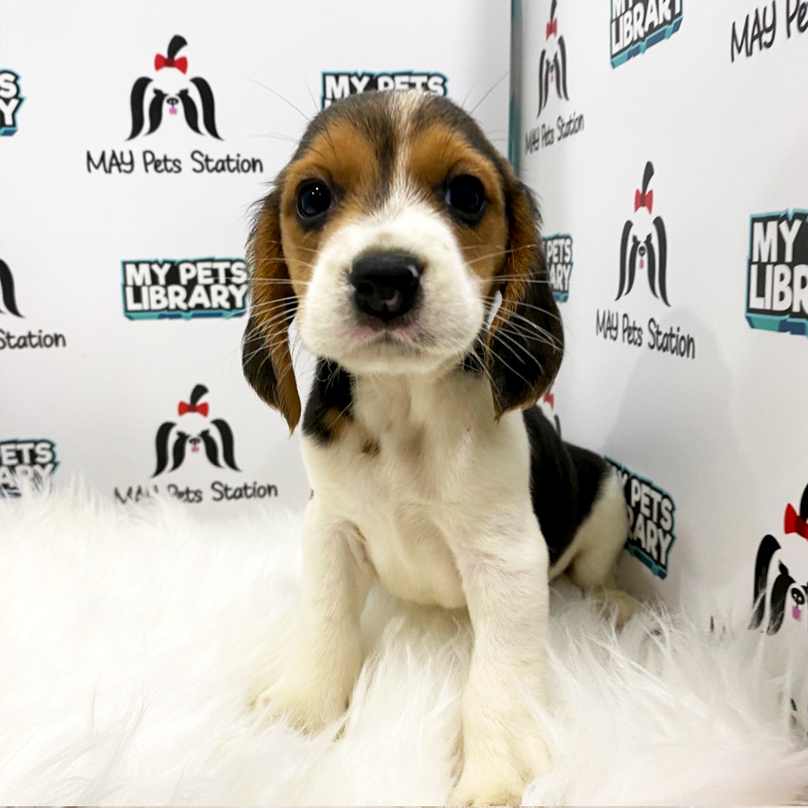 Beagle Puppy (Male) For Sale
