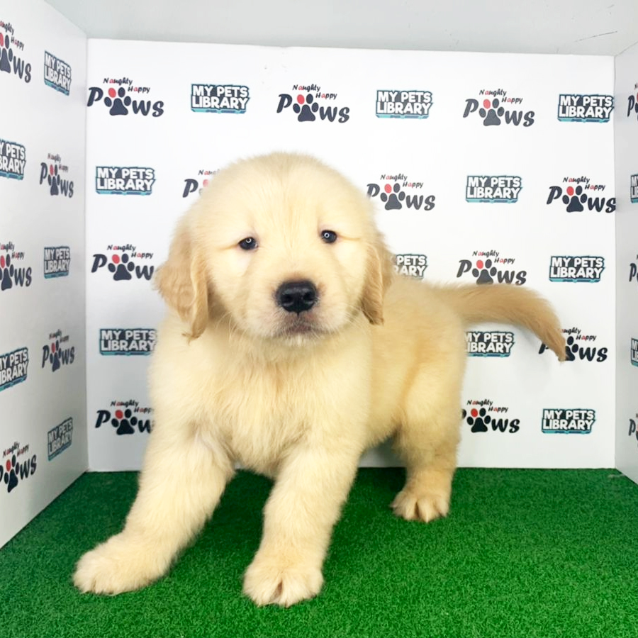 Golden Retriever Puppy (Male) For Sale