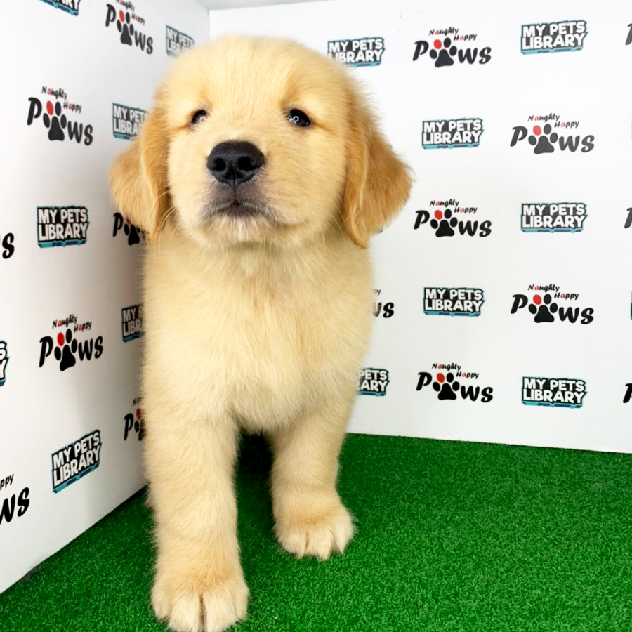 Golden Retriever Puppy (Male) For Sale