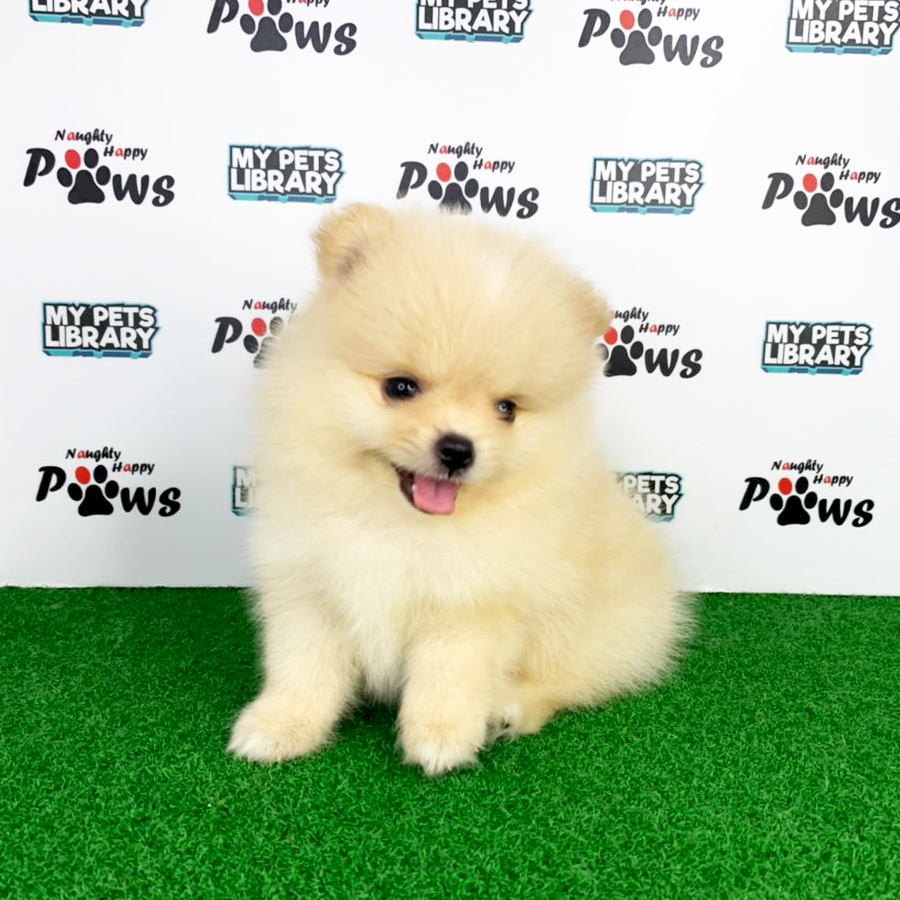 Pomeranian Puppy (Female) For Sale
