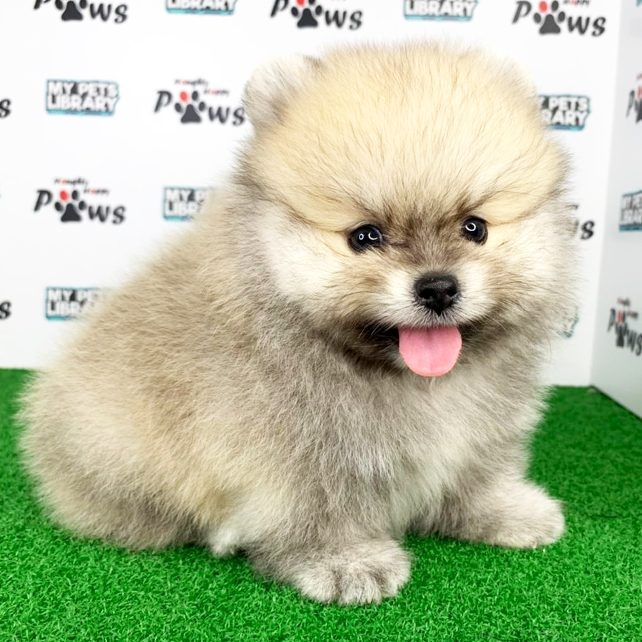 Pomeranian Puppy (Male) For Sale